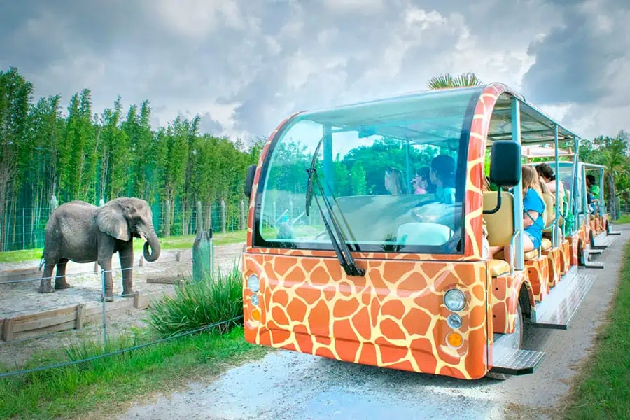 A safari-style tram with a giraffe-patterned design transports visitors through ZooTampa at Lowry Park.